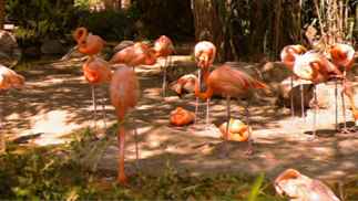  Bernell 3-D Blu-Ray Flamingos 