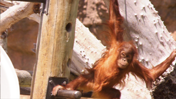  Bernell 3-D Blu-Ray Orangutan 