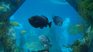 Bernell 3-D Blu-Ray Aquarium