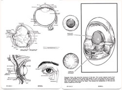 BC2208  Cross-section & cut-away perspective drawing of the eye & adnexa.