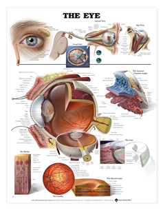 Laminated ChartThe Eye