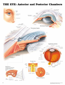 Laminated ChartThe Eye: Anterior and Posterior Chambers